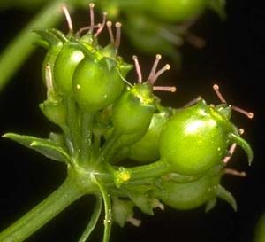 Coriandrum sativum is essential to the detoxing process and is also one of the ingredients of Heavy Metal Detox